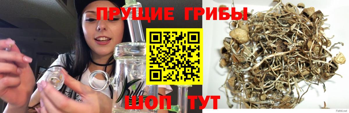 Псилоцибиновые грибы Cubensis Нефтеюганск